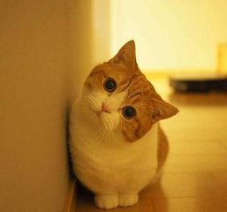 MetaMask钱包苹果版
